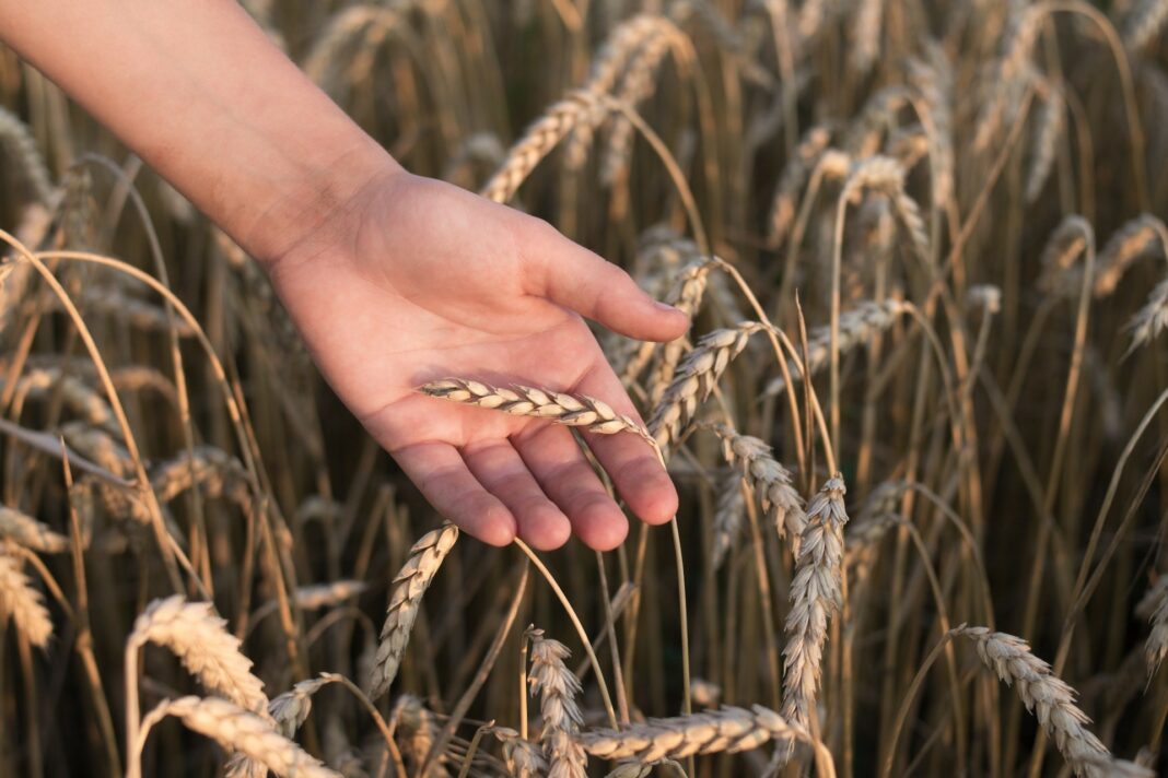 Farro decorticato: cessioni con Iva agevolata al 10 per cento