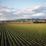 Agevolazioni per l’agricoltura: Giovani agricoltori under 40 ed Imprenditori agricoli professionali (IAP)