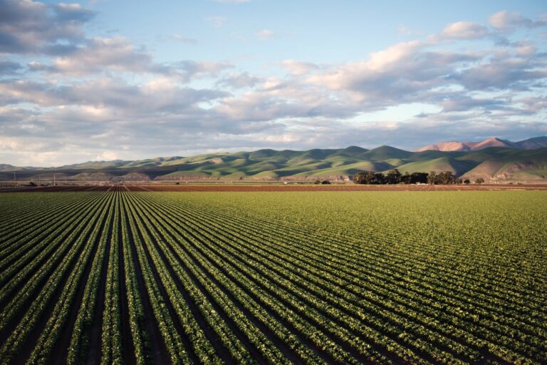 Agevolazioni per l’agricoltura: Giovani agricoltori under 40 ed Imprenditori agricoli professionali (IAP)