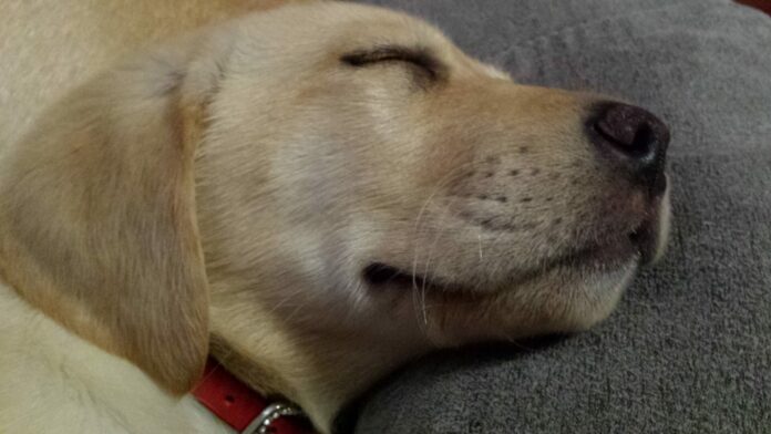 Modello EAS: Quando, da chi e come deve essere inviato per dormire sereni Modello EAS: Quando, da chi e come deve essere inviato per dormire sereni