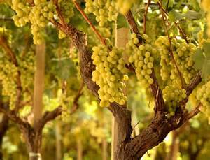 IVA nelle Cooperative Agricole ed in particole Vitivinicole IVA nelle Cooperative Agricole ed in particole Vitivinicole