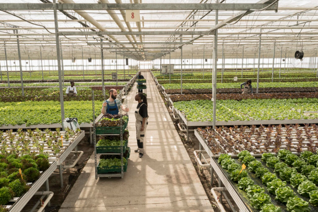 IVA Cooperative agricole