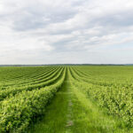 PNRR Parco Agrisolare,Imprese agricole Mezzogiorno,Contributo a fondo perduto